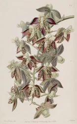 Catasetum atratum